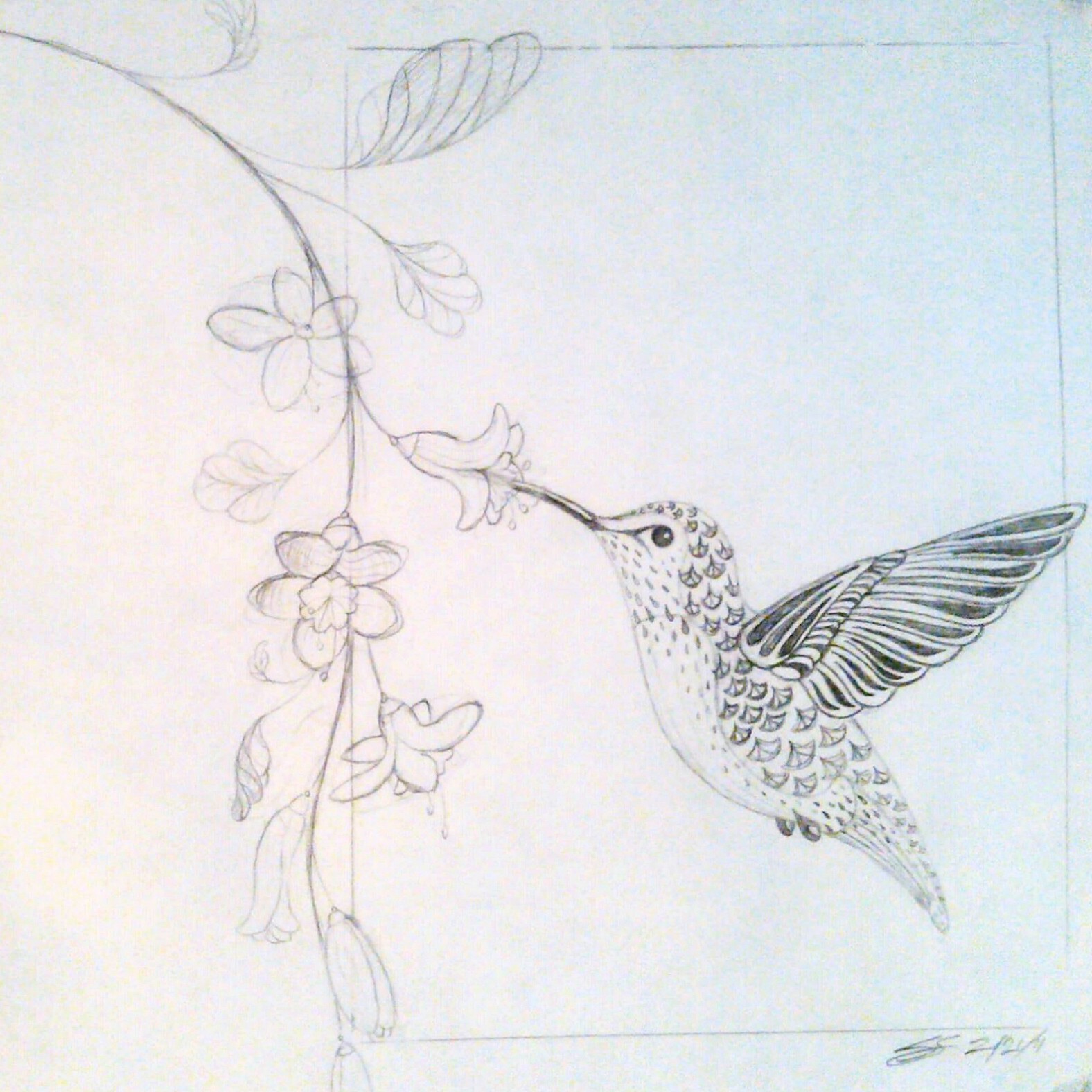 1576x1576 Hummingbird Sketch Colour - Hummingbird Sketch