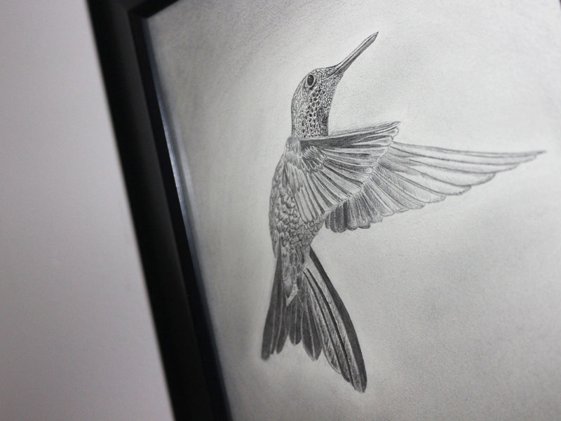 800x600 Hummingbird Sketch Graphite Amp Charcoal By Isaac N.c. - Hummingbird Sketch
