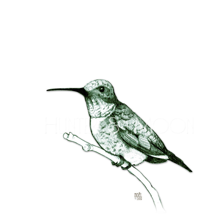 750x750 Hunter And Moon Hummingbird Sketch - Hummingbird Sketch
