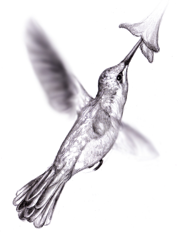 755x1000 Magellin . Blog Hummingbird Sketch - Hummingbird Sketch