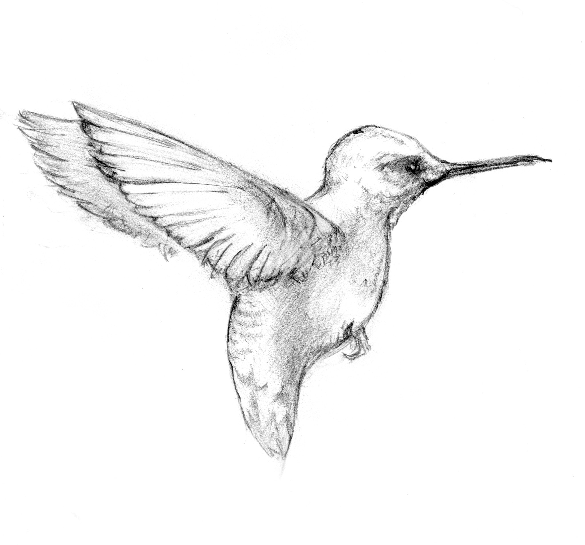 2047x1904 Oc Hummingbird Sketch That Ended Up Being A Shoulder Tattoo - Hummingbird Sketch