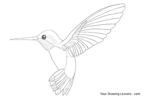 600x406 Hummingbird Outline Drawings - Hummingbird Sketch