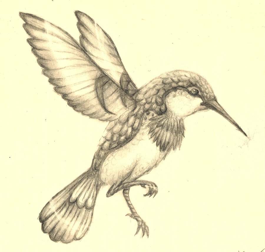 900x857 Drawn Hummingbird - Hummingbird Sketch