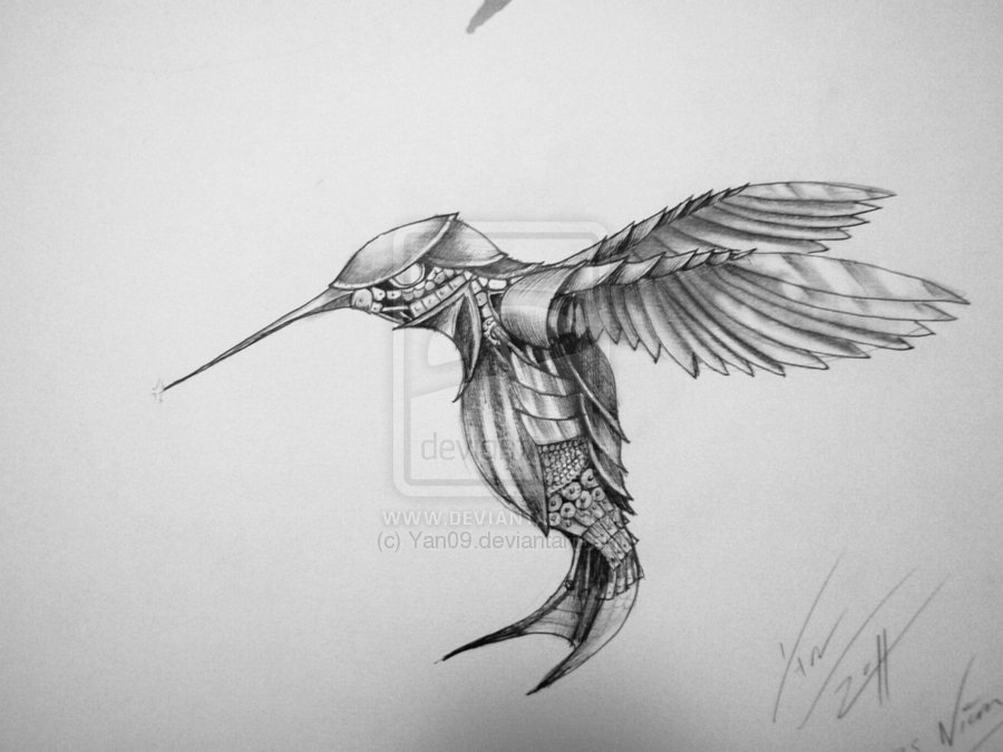 900x675 Drawn Hummingbird Steampunk - Hummingbird Sketch