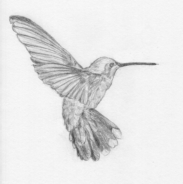 625x628 Adv. Sketch Hummingbird By Radiance Eternal - Hummingbird Sketch Easy