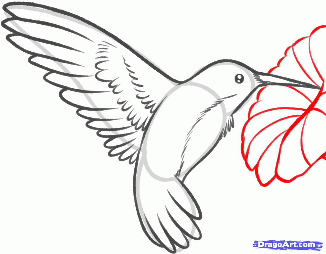 1098x856 How To Draw A Hummingbird And Flower, Step By Step, Birds, Animals - Hummingbird Sketch Easy