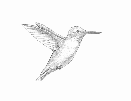 550x425 Hummingbird Sketch Humming Bird Drawing On Etsy 20 00 Art - Hummingbird Sketch Easy
