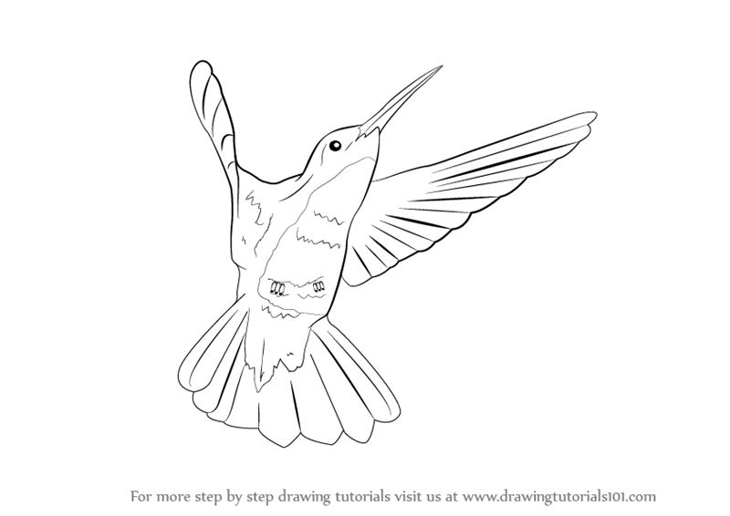 800x566 Learn How To Draw A Hummingbird (Birds) Step By Step Drawing - Hummingbird Sketch Easy