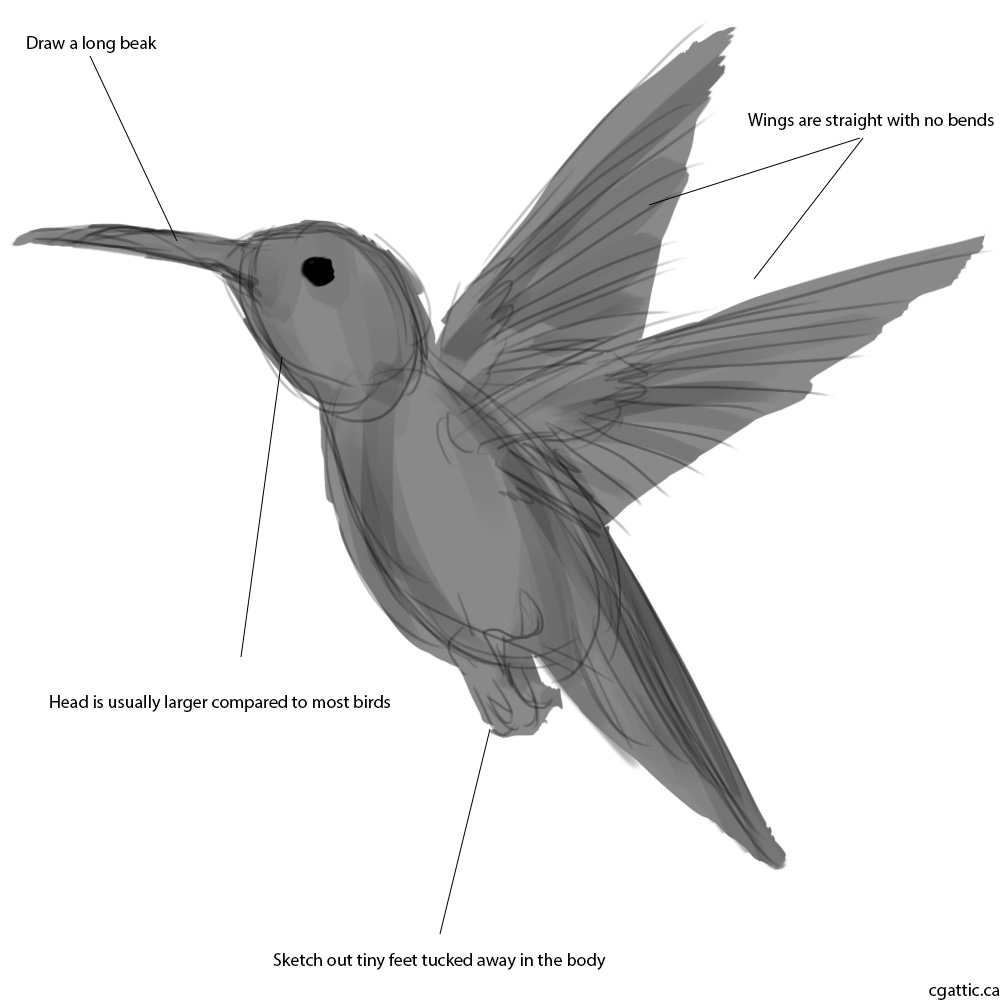 1000x1000 Realistic Hummingbird Drawing In 4 Steps With Photoshop - Hummingbird Sketch Easy
