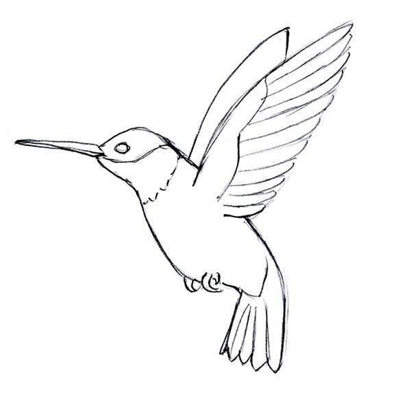 600x604 Simple Hummingbird Line Drawing Qqttfuq Coloring Pages In 2018 - Hummingbird Sketch Easy