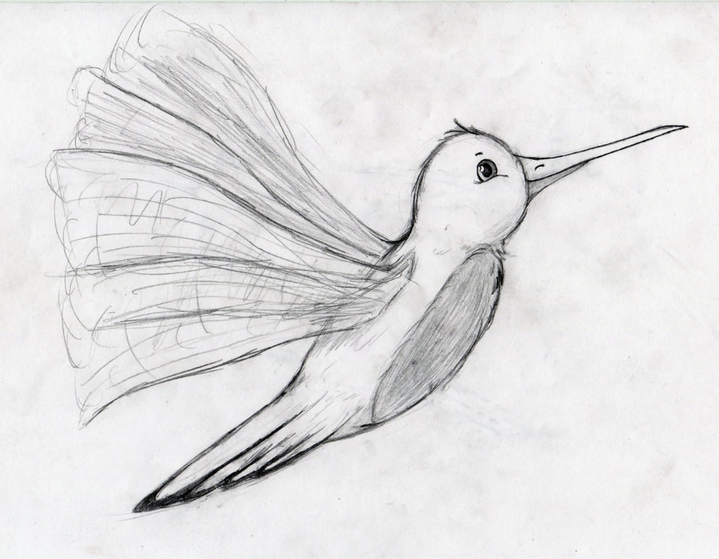 1014x788 Simple Hummingbird Sketch - Hummingbird Sketch Easy