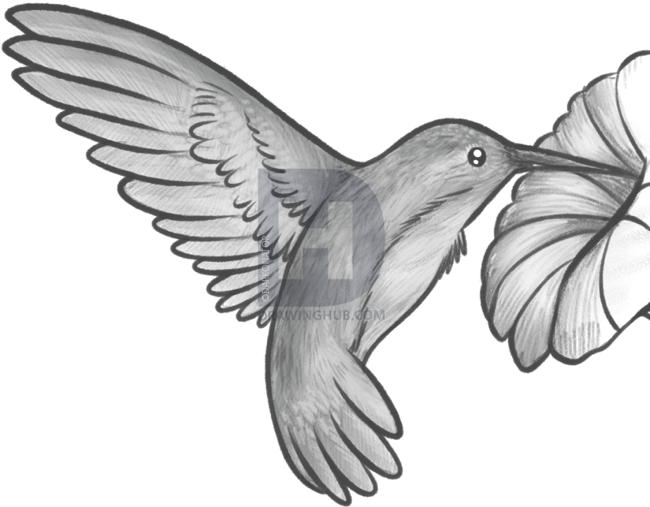 923x720 How To Draw A Hummingbird And Flower, Step By Step, Drawing Guide - Hummingbird Sketch Easy