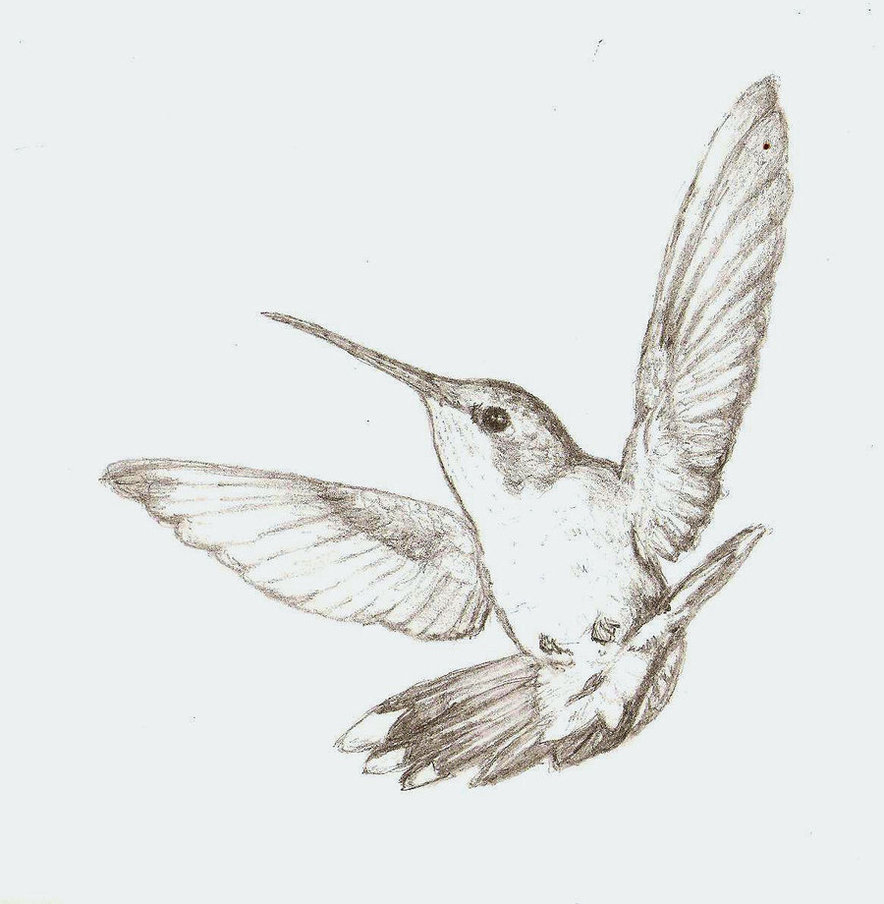 884x904 Hummingbird Sketch By Colorado Sparrow Hummingbird - Hummingbird Sketch Images