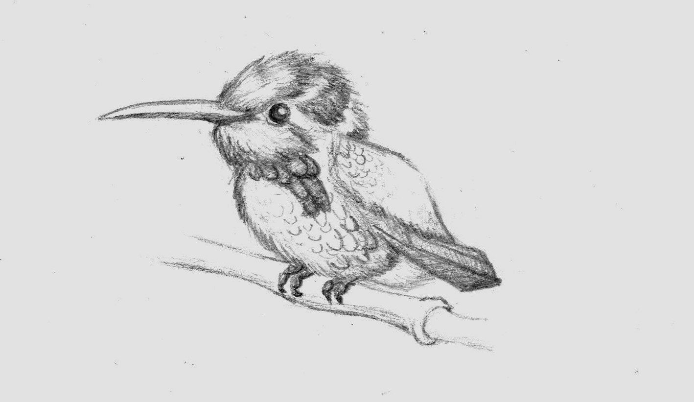 1418x821 Artwork And Such Hummingbird Sketch - Hummingbird Sketch Images