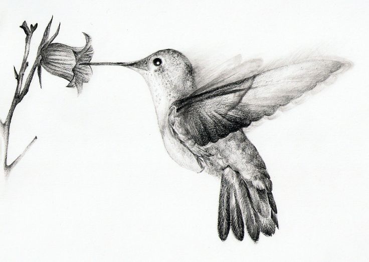 736x523 Hummingbirds Bing, Humming Bird Tattoos, Awesome Drawings - Hummingbird Sketch Images