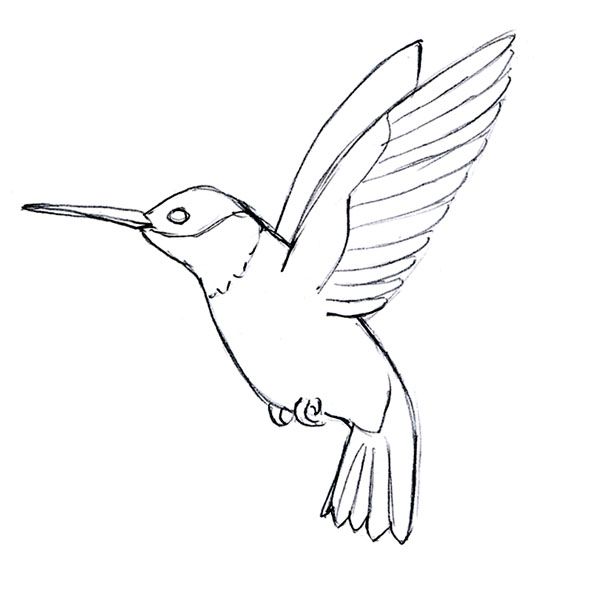 Hummingbird Sketch Images at PaintingValley.com | Explore collection of