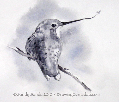 468x399 Drawing Everyday Another Hummingbird Sketch Comes To Life - Hummingbird Sketch Images