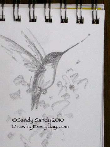 351x468 Drawing Everyday Hummingbird Sketch From Life - Hummingbird Sketch Images