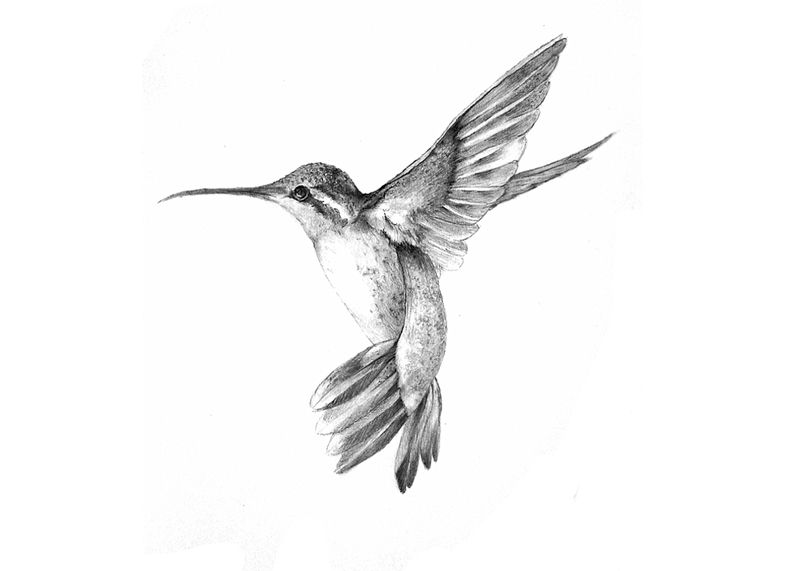 800x571 Hummingbird Tattoos Tattoos, Hummingbird Tattoo - Hummingbird Tattoo Sketch
