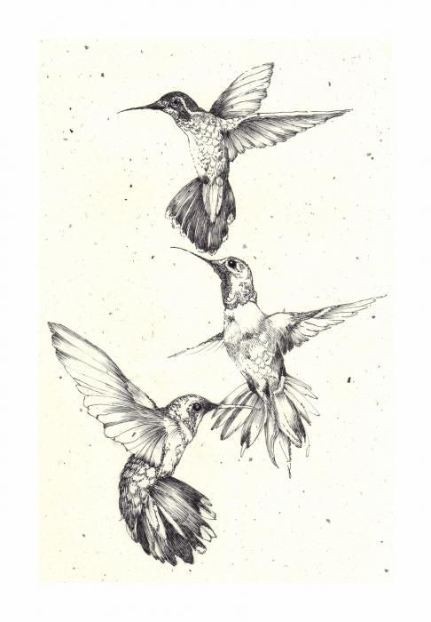 486x700 Image Result For Silouhette Tiny Hummingbird Tattoo Tats - Hummingbird Tattoo Sketch