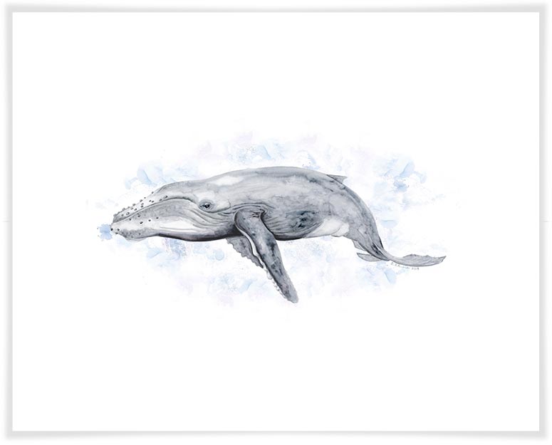 775x625 Humpback Whale Portrait, Beach Amp Ocean Canvas Wall Art Greenbox - Humpback Whale Sketch