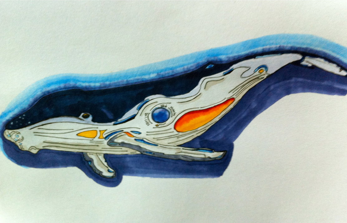 1113x718 Humpback Whale Sketch By Galen82 - Humpback Whale Sketch