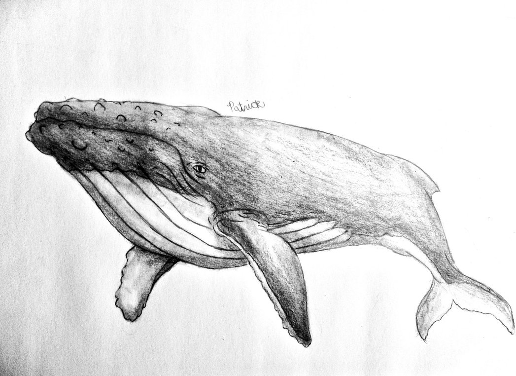 Humpback Whale Sketch at Explore collection of