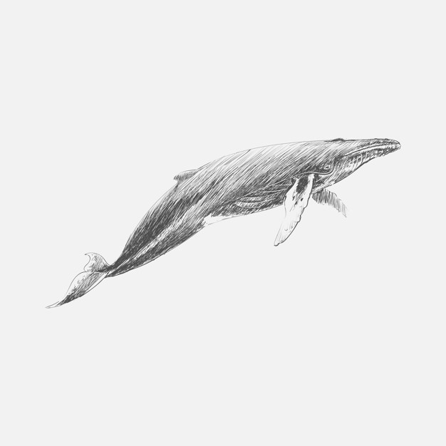 626x626 Humpback Whale Vectors, Photos And Psd Files Free Download - Humpback Whale Sketch