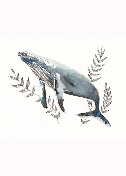 429x600 Humpback Whale Watercolor Print Sammie Clark Art - Humpback Whale Sketch