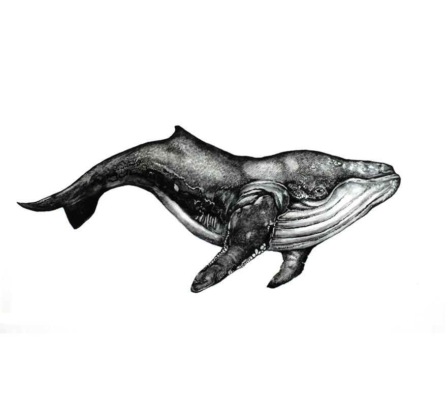 Humpback Whale Sketch at PaintingValley.com | Explore collection of ...