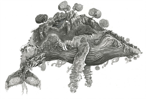 498x339 Humpback Whale - Humpback Whale Sketch