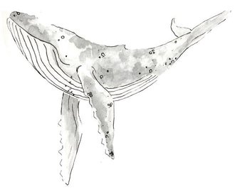 340x270 Humpback Whale Etsy - Humpback Whale Sketch