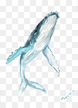 260x360 Humpback Whale Drawing Watercolor Painting Clip Art - Humpback Whale Sketch