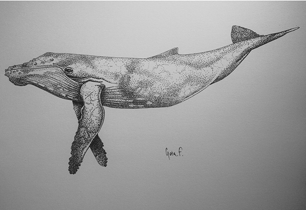 600x412 Humpback Whale On Student Show - Humpback Whale Sketch