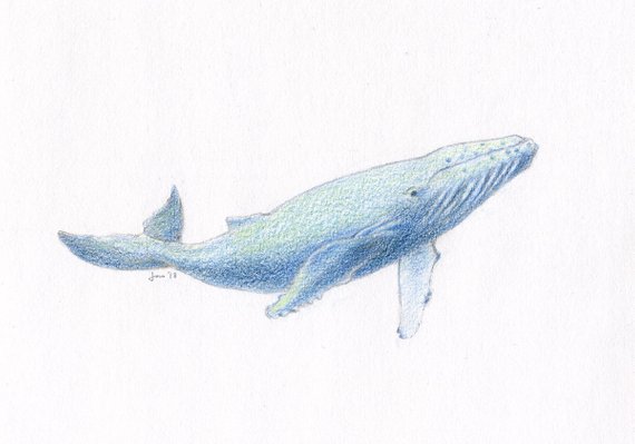 570x399 Original Young Humpback Whale Colored Pencil Sketch Etsy - Humpback Whale Sketch