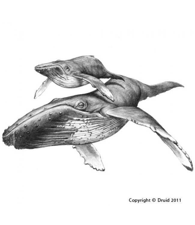650x750 Drawing Humpback Whale - Humpback Whale Sketch