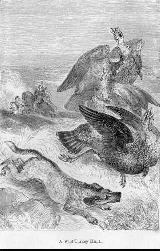 320x502 Historical And Unusual Facts About Dogs That Hunt Turkeys In The Fall - Hunting Dog Sketches