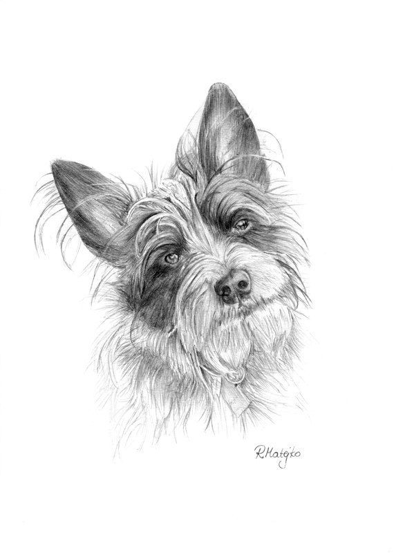 570x806 Image Result For Hunting Dog Pencil Drawing Dog Art - Hunting Dog Sketches