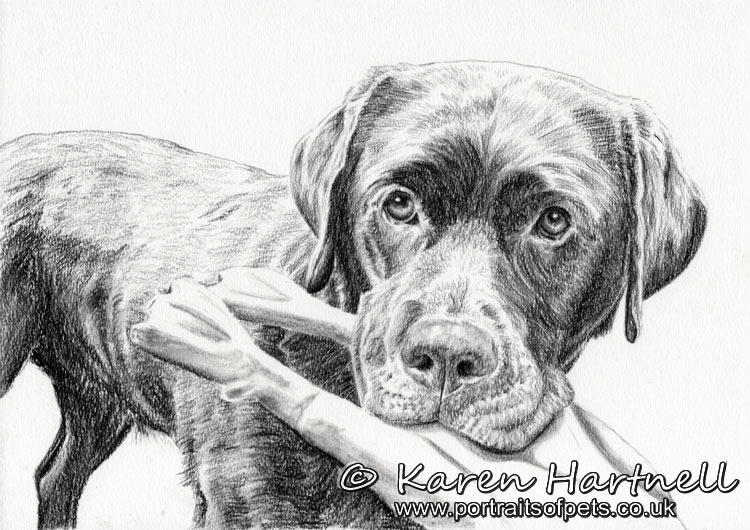 750x530 Karen Hartnell - Hunting Dog Sketches