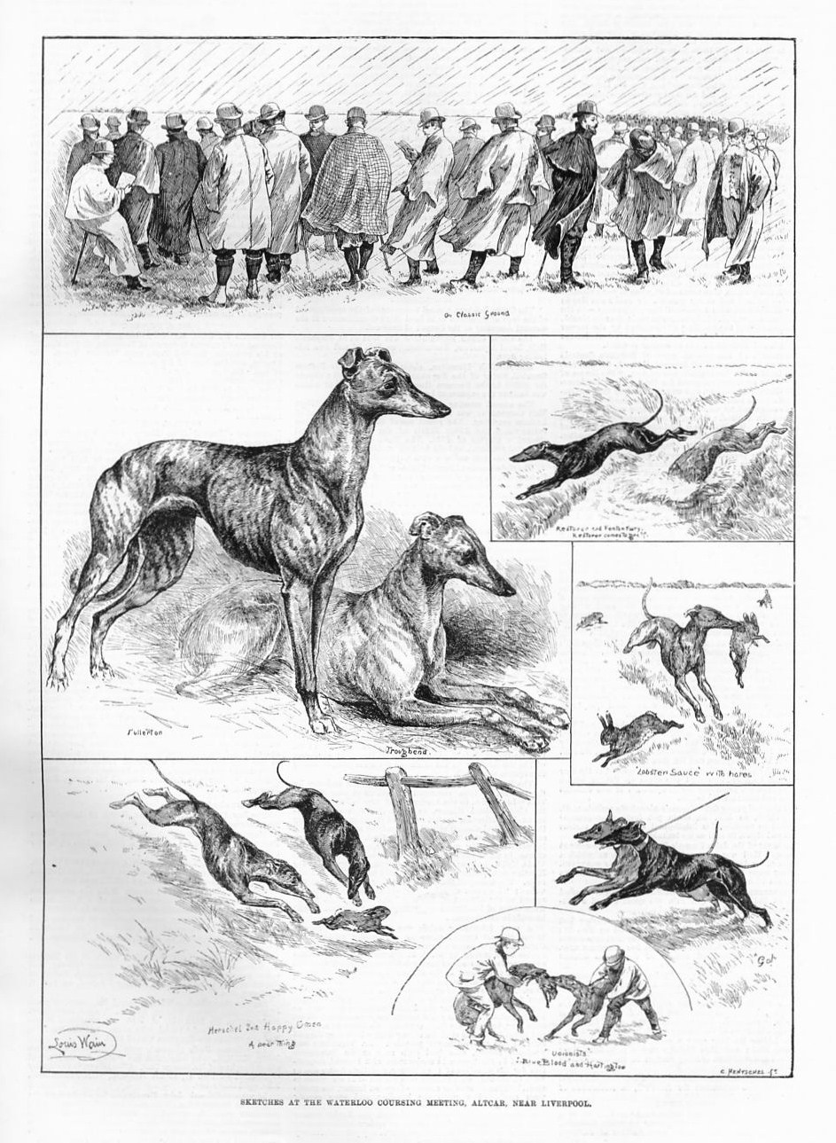 943x1289 Louis Wain Greyhound Dogs Coursing Competition Dog Catches Rabbit - Hunting Dog Sketches