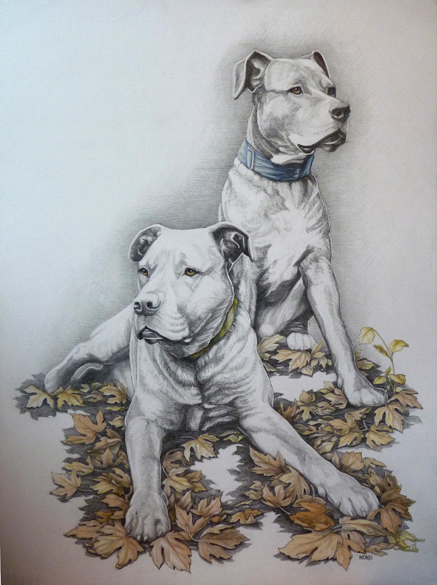900x1204 Portraits - Hunting Dog Sketches