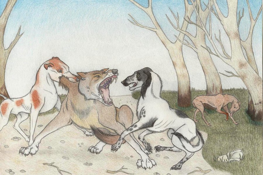 900x599 Wolf Hunt With Dogs By Dark Hyena - Hunting Dog Sketches