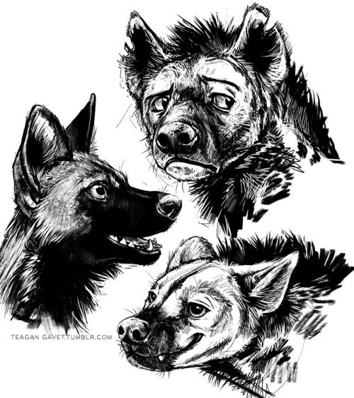 500x563 African Wild Hunting Dogs Tumblr - Hunting Dog Sketches