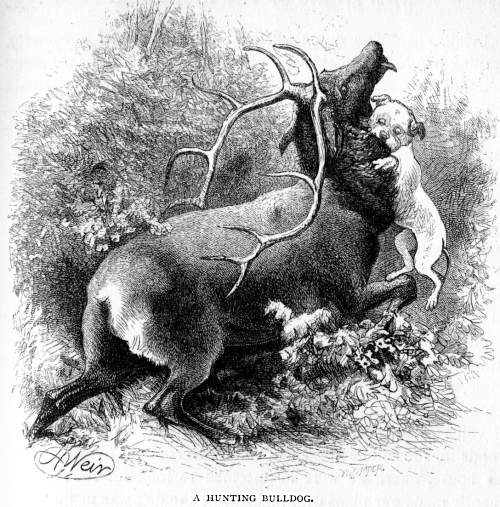 500x507 Hunting Bulldog Natural History - Hunting Dog Sketches