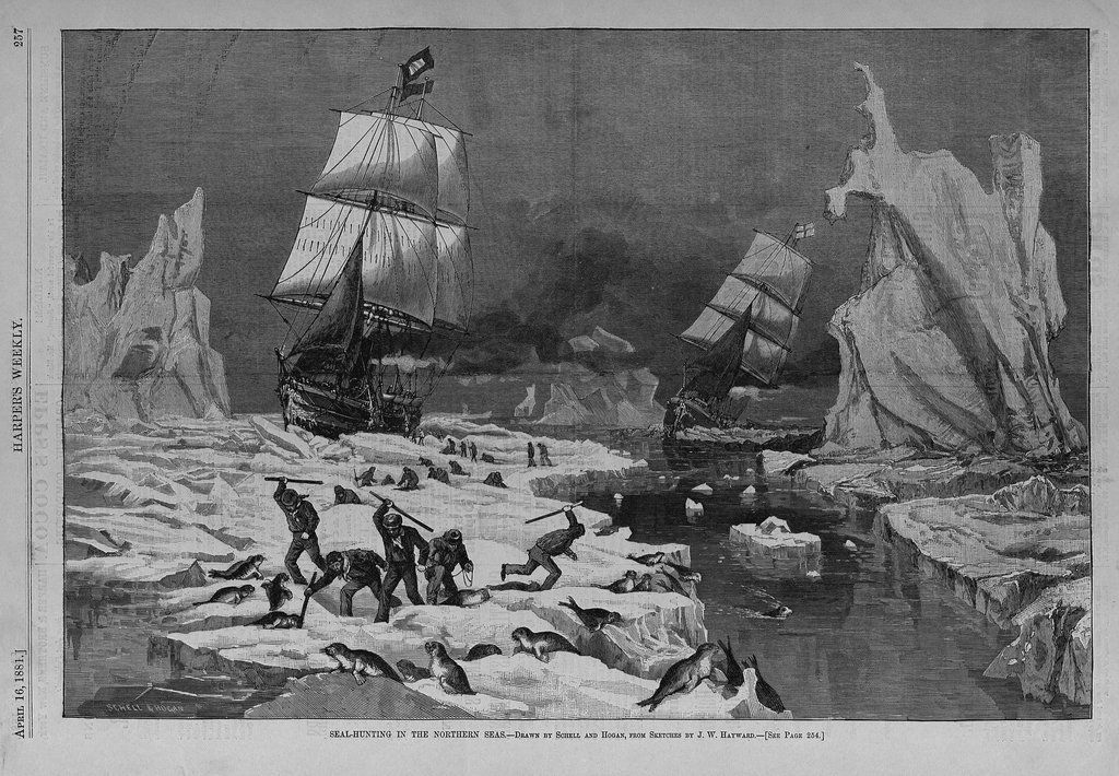 1024x710 Seal Hunting In The Northern Seas By Schell And Hogan, From - Hunting Sketches