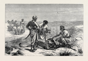 288x199 Sketches From India, Antelope Hunting Caught - Hunting Sketches