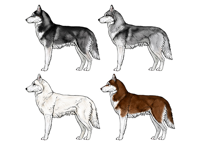 700x516 How To Draw A Dog Details Make The Difference - Husky Dog Sketches