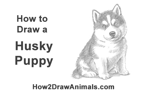 500x315 How To Draw A Puppy (Husky) - Husky Dog Sketches