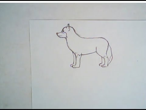 480x360 How To Draw A Husky Dog (Simple Drawing) - Husky Dog Sketches