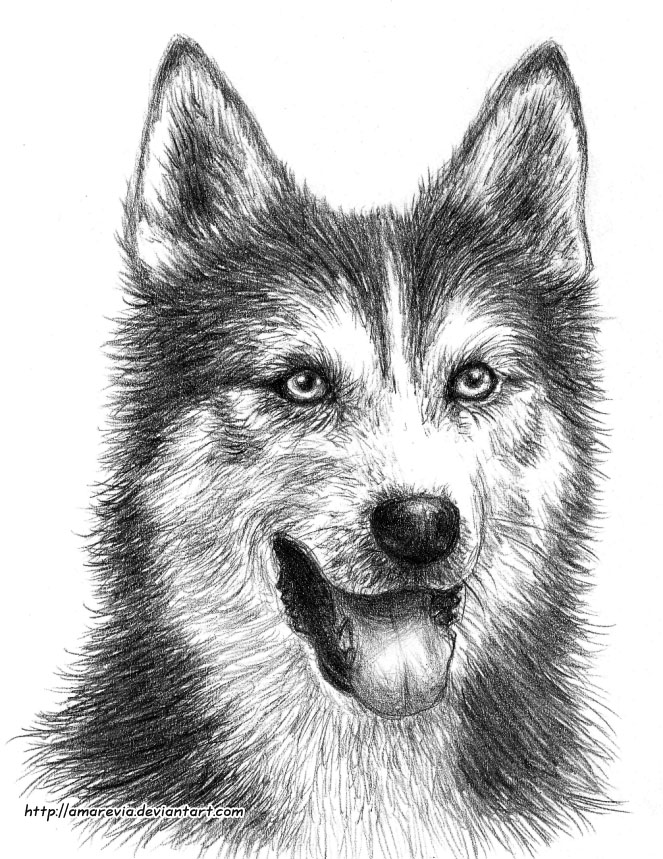 Husky Dog Sketches at PaintingValley.com | Explore collection of Husky ...